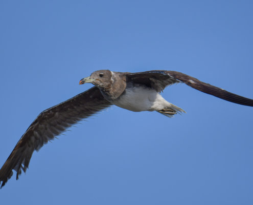 White-eyed gull, Ichthyaetus leucophthalmus, Mewa Białooka, sea gull, gull, bird, mewa, red sea, morze czerwone, gull in flight on the blue sky