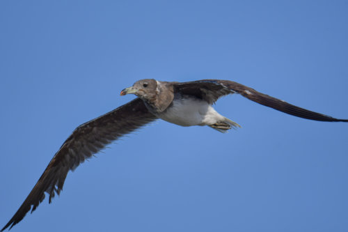 White-eyed gull, Ichthyaetus leucophthalmus, Mewa Białooka, sea gull, gull, bird, mewa, red sea, morze czerwone, gull in flight on the blue sky