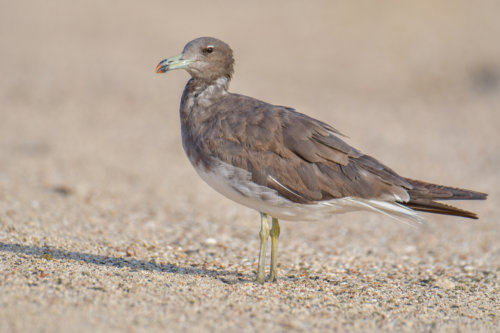 White-eyed gull, Ichthyaetus leucophthalmus, Mewa Białooka, sea gull, gull, bird, mewa, red sea, morze czerwone, close up