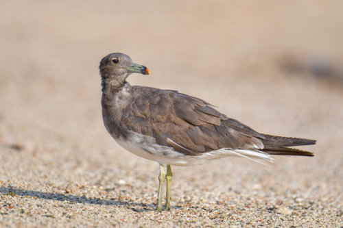 White-eyed gull, Ichthyaetus leucophthalmus, Mewa Białooka, sea gull, gull, bird, mewa, red sea, morze czerwone, gull close up