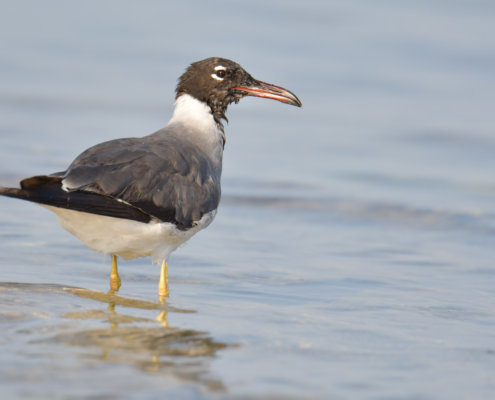 White-eyed gull, Ichthyaetus leucophthalmus, Mewa Białooka, sea gull, gull, bird, mewa, red sea, morze czerwone, water