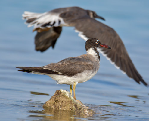 White-eyed gull, Ichthyaetus leucophthalmus, Mewa Białooka, sea gull, gull, bird, mewa, red sea, morze czerwone, water, sea water