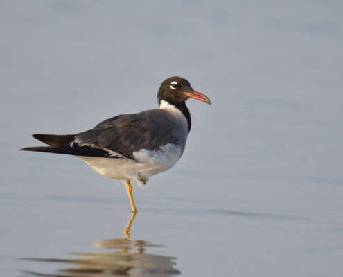 White-eyed gull, Ichthyaetus leucophthalmus, Mewa Białooka, sea gull, gull, bird, mewa, red sea, morze czerwone, red bill, red beack