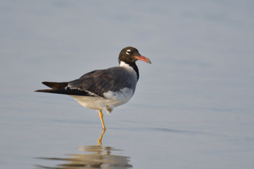 White-eyed gull, Ichthyaetus leucophthalmus, Mewa Białooka, sea gull, gull, bird, mewa, red sea, morze czerwone, red bill, red beack