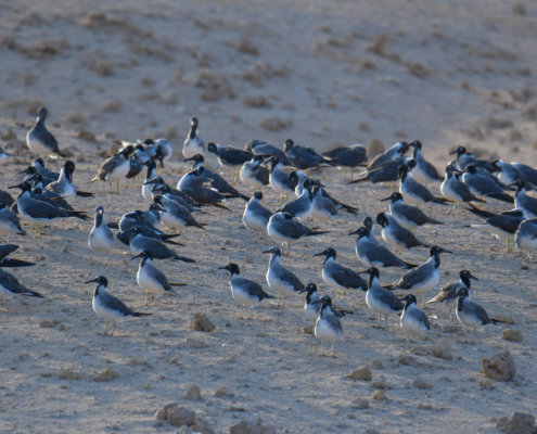White-eyed gull, Ichthyaetus leucophthalmus, Mewa Białooka, sea gull, gull, bird, mewa, red sea, morze czerwone, birds, sand