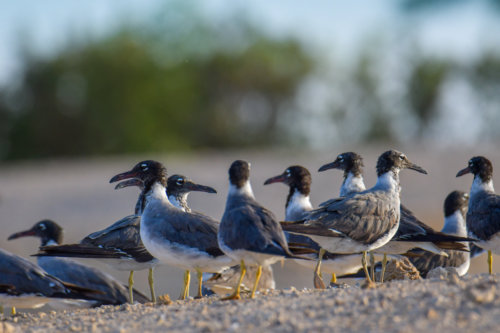 White-eyed gull, Ichthyaetus leucophthalmus, Mewa Białooka, sea gull, gull, bird, mewa, red sea, morze czerwone, birds, sand, green background