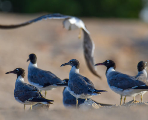 White-eyed gull, Ichthyaetus leucophthalmus, Mewa Białooka, sea gull, gull, bird, mewa, red sea, morze czerwone, sand