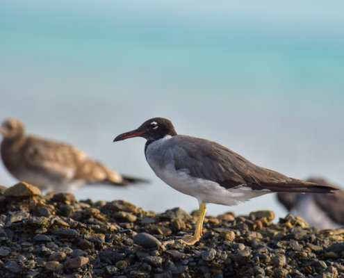 White-eyed gull, Ichthyaetus leucophthalmus, Mewa Białooka, sea gull, gull, bird, mewa, red sea, morze czerwone, rock