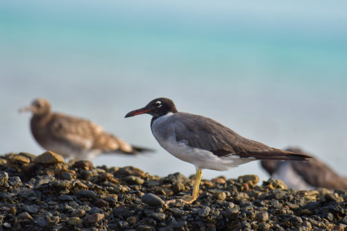 White-eyed gull, Ichthyaetus leucophthalmus, Mewa Białooka, sea gull, gull, bird, mewa, red sea, morze czerwone, rock