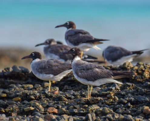 White-eyed gull, Ichthyaetus leucophthalmus, Mewa Białooka, sea gull, gull, bird, mewa, red sea, morze czerwone, rock, birds