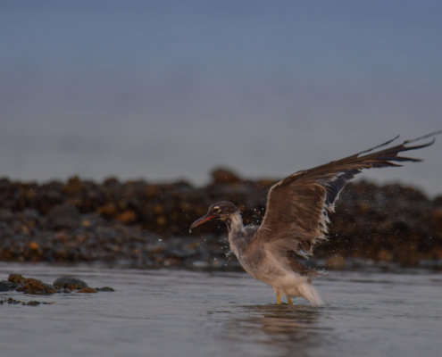 White-eyed gull, Ichthyaetus leucophthalmus, Mewa Białooka, sea gull, gull, bird, mewa, red sea, morze czerwone, wings