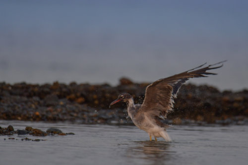 White-eyed gull, Ichthyaetus leucophthalmus, Mewa Białooka, sea gull, gull, bird, mewa, red sea, morze czerwone, wings