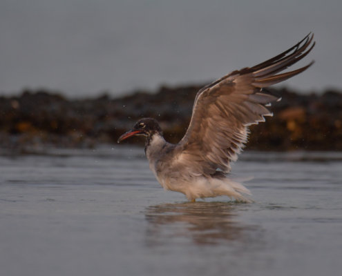 White-eyed gull, Ichthyaetus leucophthalmus, Mewa Białooka, sea gull, gull, bird, mewa, red sea, morze czerwone, wings, water