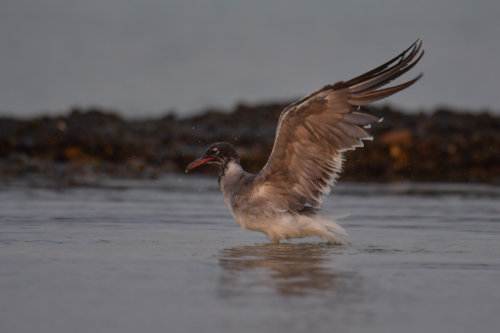 White-eyed gull, Ichthyaetus leucophthalmus, Mewa Białooka, sea gull, gull, bird, mewa, red sea, morze czerwone, wings, water
