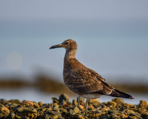 White-eyed gull, Ichthyaetus leucophthalmus, Mewa Białooka, sea gull, gull, bird, mewa, red sea, morze czerwone, rock, water