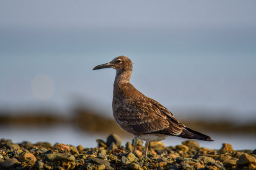 White-eyed gull, Ichthyaetus leucophthalmus, Mewa Białooka, sea gull, gull, bird, mewa, red sea, morze czerwone, rock, water