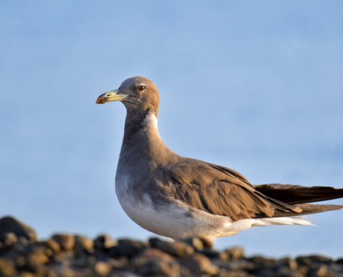 White-eyed gull, Ichthyaetus leucophthalmus, Mewa białooka, gull, sea gull, bird, red sea, nature, wild life, bird portrait, close up