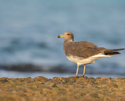 White-eyed gull, Ichthyaetus leucophthalmus, Mewa białooka, gull, sea gull, bird, red sea, nature, wild life