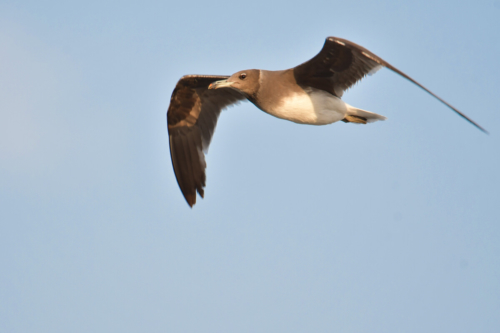 White-eyed gull, Ichthyaetus leucophthalmus, Mewa białooka, gull, sea gull, bird, red sea, nature, wild life, bird in flight