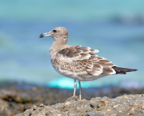 White-eyed gull, Ichthyaetus leucophthalmus, Mewa białooka, gull, sea gull, bird, red sea, nature, wild life, water, sea, white