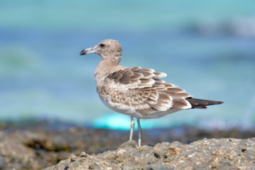 White-eyed gull, Ichthyaetus leucophthalmus, Mewa białooka, gull, sea gull, bird, red sea, nature, wild life, water, sea, white