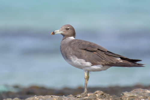 White-eyed gull, Ichthyaetus leucophthalmus, Mewa białooka, gull, sea gull, bird, red sea, nature, wild life, water, bird portrait