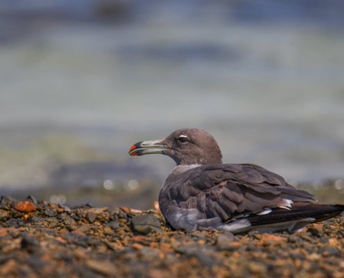 White-eyed gull, Ichthyaetus leucophthalmus, Mewa białooka, rock, coast, rocky coast, water, red sea, sea