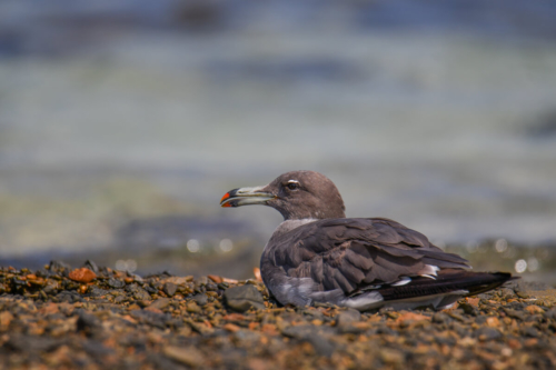 White-eyed gull, Ichthyaetus leucophthalmus, Mewa białooka, rock, coast, rocky coast, water, red sea, sea