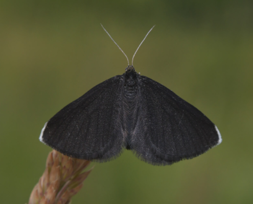 Chimney sweeper, Odezia atrata, Biesek murzynek, black butterfly, moth, black wings, black wings with apical fringe of the forewing white