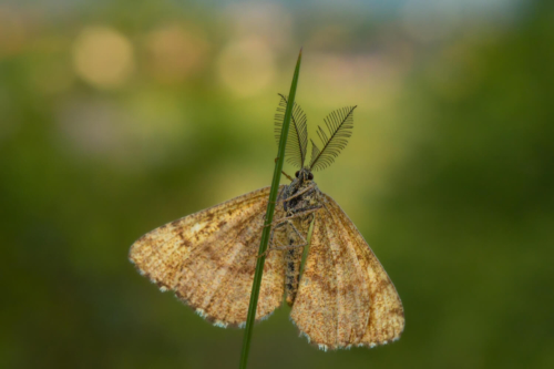 Common heath, Ematurga atomaria, Poproch pylinkowiak, owad, motyl, ćma, antenki, czułka, butterfly, moth