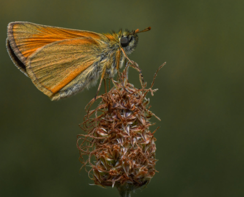 Essex skipper, Thymelicus lineola, Karłątek ryska, Karłątek tarninowy motyl, owad, pomarańczowy motyl, orange butterfly, nature, wildlife