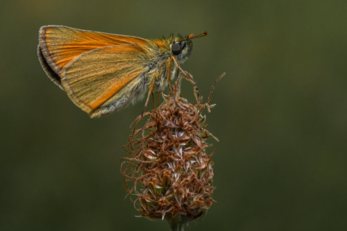 Essex skipper, Thymelicus lineola, Karłątek ryska, Karłątek tarninowy motyl, owad, pomarańczowy motyl, orange butterfly, nature, wildlife