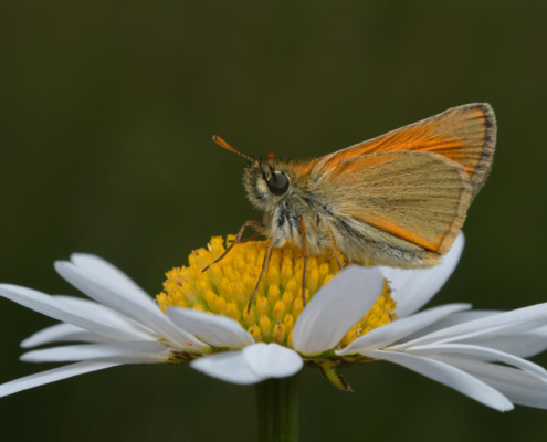 Essex skipper, Thymelicus lineola, Karłątek ryska, Karłątek tarninowy motyl, owad, pomarańczowy motyl, orange butterfly, nature, wildlife, white flower