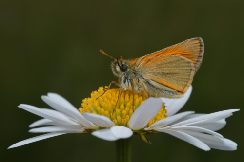 Essex skipper, Thymelicus lineola, Karłątek ryska, Karłątek tarninowy motyl, owad, pomarańczowy motyl, orange butterfly, nature, wildlife, white flower