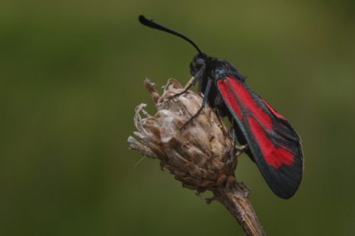 Transparent burnet, Zygaena purpuralis, Kraśnik purpuraczek, czarny motyl z czerwonymi plamami, czarno czerwony motyl, butterfly, black red butterfly, nature, wildlife