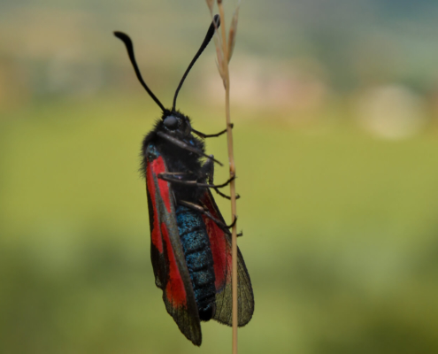 Transparent burnet, Zygaena purpuralis, Kraśnik purpuraczek, czarny motyl z czerwonymi plamami, czarno czerwony motyl, butterfly, black red butterfly, nature, wildlife