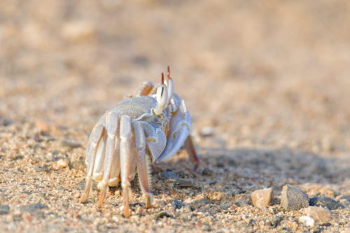 Ghost crab, Ocypodinae, krab, sand, white crab, wild life