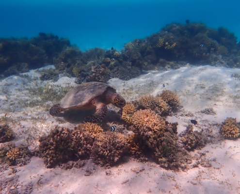 Hawksbill Turtle, Eretmochelys imbricata, Żółw szylkretowy, swimming turtle, red sea, water, blue water, deep, reef, turtle in reef
