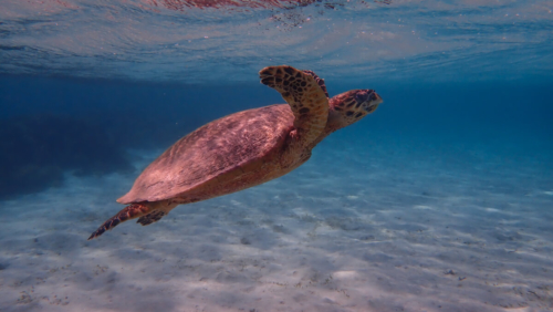 Hawksbill Turtle, Eretmochelys imbricata, Żółw szylkretowy, swimming turtle, red sea, water, blue water, sand, deep, deep water
