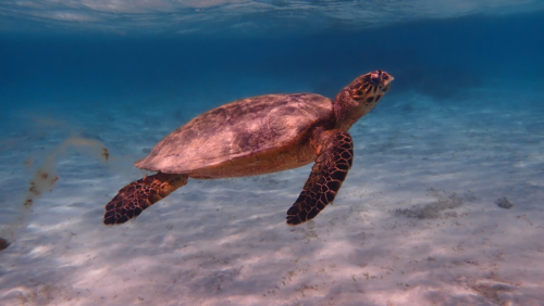 Hawksbill Turtle, Eretmochelys imbricata, Żółw szylkretowy, swimming turtle, red sea, water, blue water