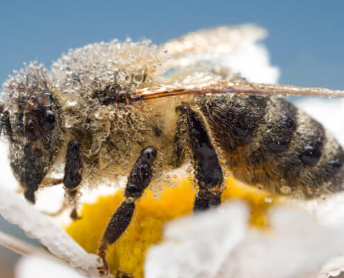 bee pszczoła skąpana w rosie