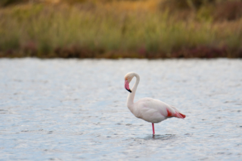 Greater flamingo, Phoenicopterus roseu, Flaming różowy, white pink flamingo, long neck, pink, bird, long legs, water, Italy, Cagliari, flamingos of Cagliari, flamingo in water, grass