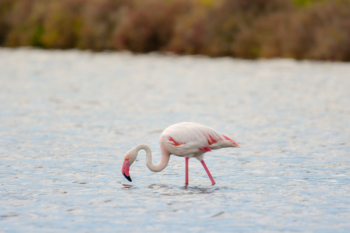 Greater flamingo, Phoenicopterus roseu, Flaming różowy, white pink flamingo, long neck, pink, bird, long legs, water, Italy, Cagliari, flamingos of Cagliari, grass, water