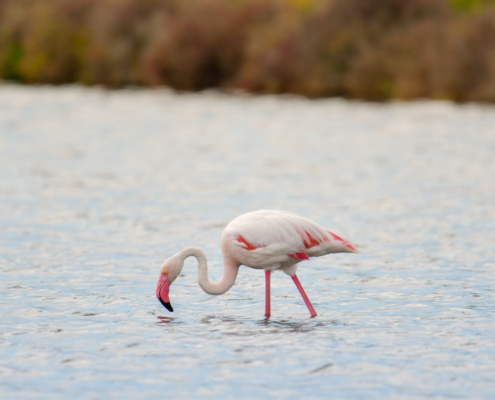 Greater flamingo, Phoenicopterus roseu, Flaming różowy, white pink flamingo, long neck, pink, bird, long legs, water, Italy, Cagliari, flamingos of Cagliari, grass, water