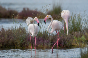 Greater flamingo, Phoenicopterus roseu, Flaming różowy, white pink flamingo, long neck, pink, bird, long legs, water, Italy, Cagliari, flamingos of Cagliari, water, grass, water grass, two birds, couple