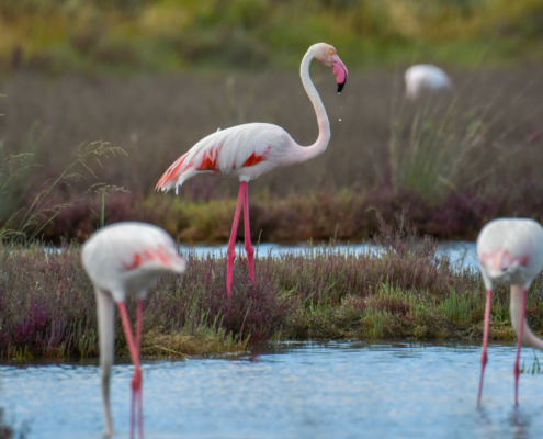 Greater flamingo, Phoenicopterus roseu, Flaming różowy, white pink flamingo, long neck, pink, bird, long legs, water, Italy, Cagliari, flamingos of Cagliari, water, grass, water grass, two birds, couple
