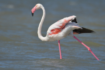 Greater flamingo, Phoenicopterus roseu, Flaming różowy, white pink flamingo, long neck, pink, bird, long legs, water, Italy, Cagliari, flamingos of Cagliari, big bird, close up