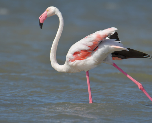 Greater flamingo, Phoenicopterus roseu, Flaming różowy, white pink flamingo, long neck, pink, bird, long legs, water, Italy, Cagliari, flamingos of Cagliari, big bird, close up