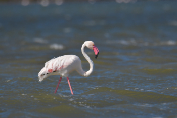 Greater flamingo, Phoenicopterus roseu, Flaming różowy, white pink flamingo, long neck, pink, bird, long legs, water, Italy, Cagliari, flamingos of Cagliari, big bird, pink beak