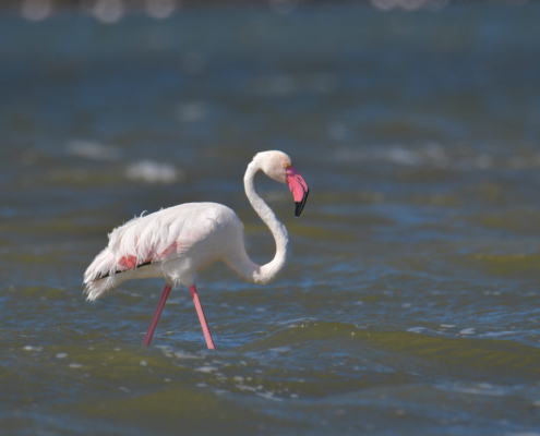 Greater flamingo, Phoenicopterus roseu, Flaming różowy, white pink flamingo, long neck, pink, bird, long legs, water, Italy, Cagliari, flamingos of Cagliari, big bird, pink beak